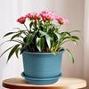 Plastic Round Flower Pots with Tray for Home Planters, Terrace, Garden Etc | Pack of 05 | Peacock | Size 8 Inch | for Home Indoor & Outdoor