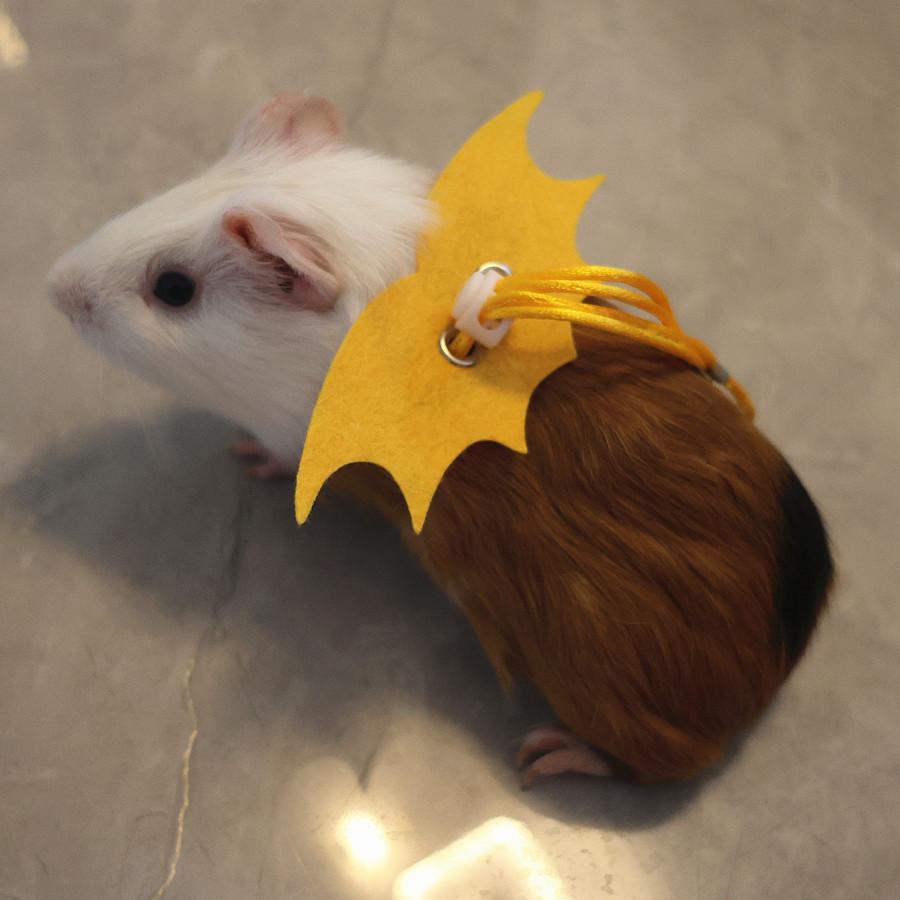 

Golden Bear Sugar Glider Guinea Pig Harness Leash Adjustable Small Pet Walking Strap Outdoor Training Tool Small Pet Accessories