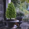 Artificial Cedar Topiary Tree with Stake Lifelike Faux Cedar Pines Christmas Tree UV Resistant Simulated Shrubs for Front Porch Outdoor Decor