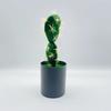 Artificial Cactus Simulation Green Plant Bonsai For Indoor And Decor Desktop