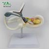 4X Magnified Human Ear Anatomy Model