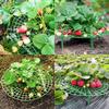 Strawberry Frame Stands Planting Cage Balcony Rack Fruit Growing Support Holder Net Tomatoes Climbing Vine Pillar Garden Tools