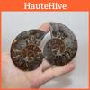 Splendida Coppia di Conchiglie Fossili di Ammonite Naturale con Linee Uniche per la Crescita Spirituale