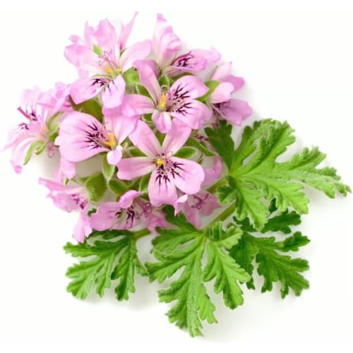 LUSH THE KISS Mouthwash 45g / Rose Flavor Oral Care LUSH Bad Breath Mouthwash / Cr?me De Menthe Zing! Zing Refresher Dirty Sparkle Rose Scent Bad Brea