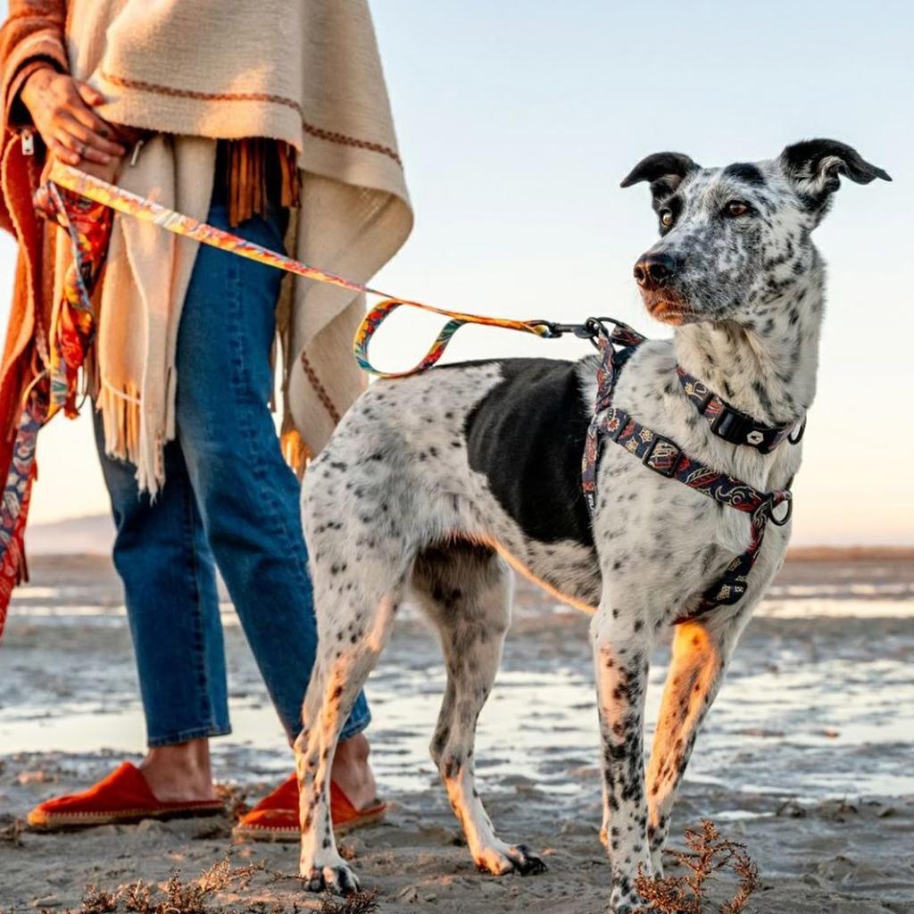 WOLFGANG Dawn Patrol Geschirr (M-Größe) 1,6 cm breit x 40-61 cm Brustumfang [Geschirr für mittelgroße Hunde]