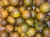 Citrus Sinensis NAVEL CHOCOLATE ORANGE 5 Semi-fresh