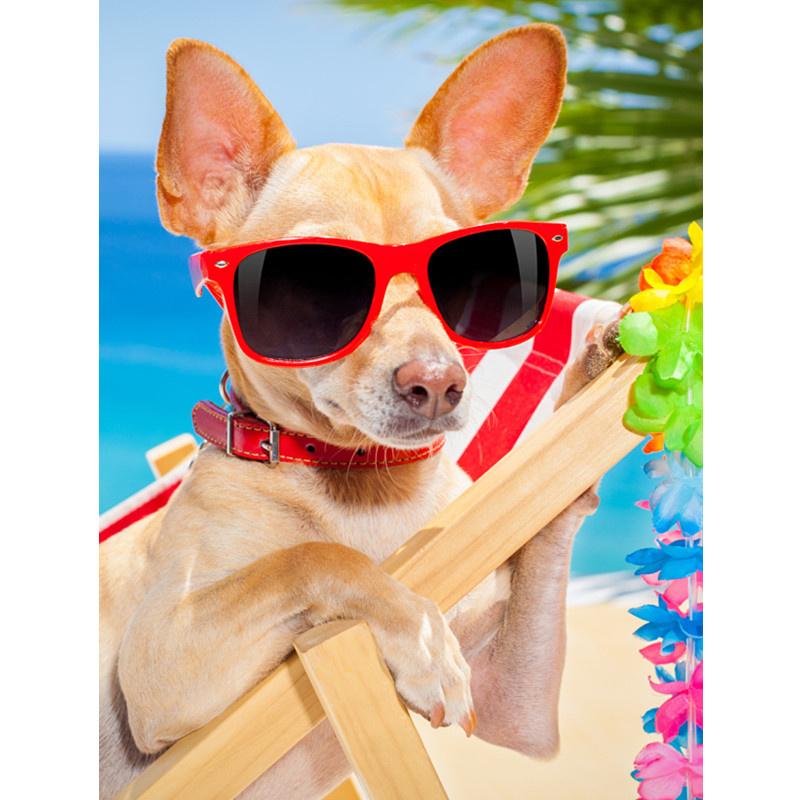 5D-Diamantmalerei zum Selbermachen, fröhlicher cooler Strandhund, Diamantstickerei, Kreuzstich-Set, voller Strass, Mosaik, Heimdekoration