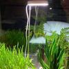 Indoor LED Angel Ring Grow Light for Plants and Succulents