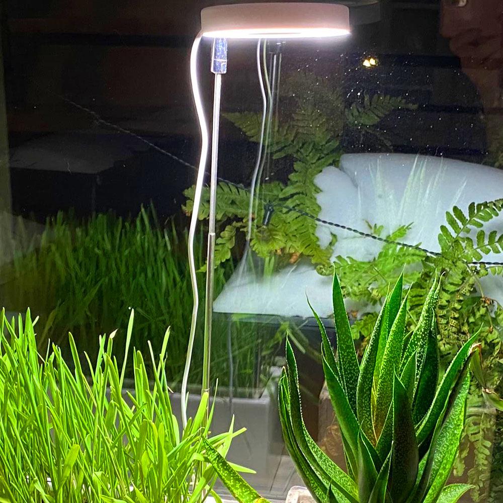 Indoor LED Angel Ring Grow Light for Plants and Succulents