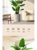 Large Faux Bird of Paradise Tree - Indoor Living Room Floor-Standing Luxury Green Plant Decor