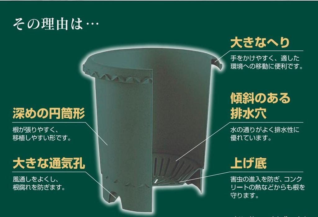 Richelle Rose Pot No. 6 Dark Green