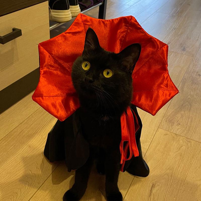 Cross-border Halloween Pet Costume: Witch Cape for Cats & Dogs