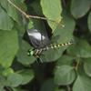 3D Artificial Dragonfly Insect Repellent Outdoor Fake Dragonfly Hanging Ornament Fly Repel Companion for Garden Camping Yard