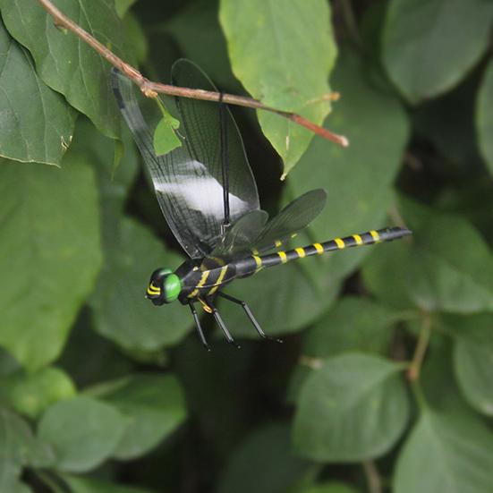 Realistic Artificial Dragonfly Outdoor Insect Deterrent Garden Decoration Dragonfly Pin with Hanging Strap for Outdoor Flower Pots Camping Hat