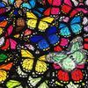 10Pcs Butterfly Patches Applique For Clothing Embroidery Patches On Clothes Diy Ironing Sewing Children Kids Stickers