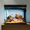 Sensen Ultra-Clear Glass All-in-One Aquarium