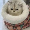 Sleeping Bag Nest Winter Warmth And Cold Proof Semi-enclosed Pet Kitten Nest Universal Pet Comfort Bedding Pet Supplies