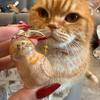 Пляшка для зберігання котячої шерсті Прозорий брелок-сувенір для збирання котячої та собачої шерсті Подарунок на пам'ять про домашнього улюбленця