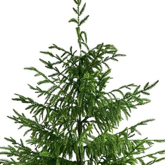 Umělý strom Norfolk Pine Real Touch Faux Zasazený vánoční stromek pro vstupní prostor, obývací pokoj, kancelář, byt, sváteční vnitřní venkovní dekorace