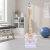 Anatomical Spine Teaching Model Sturdy for Classrooms, Teachers