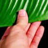 Artificial Banana Leaves Table Decoration Waterproof Palm Tree Leaves Faux Lotus Leaf Hawaiian Party Home Table Runner Place Mat