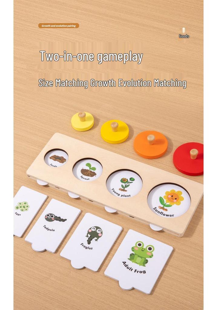 Montessori Life Cycle Growth Puzzle for Kindergarten & Small Classes - Educational Science Toy