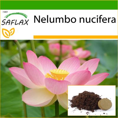 Kutsal Hint Lotusu - 8 tohum - Daha iyi yetiştirme için saksı substratı ile - Nelumbo nucifera
