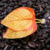 Betta Leaf Hammock BettaFish Leaf Bed Resting Leaf Pad Natural Environment Fish Spawning Grounds Fishtanks Accessories