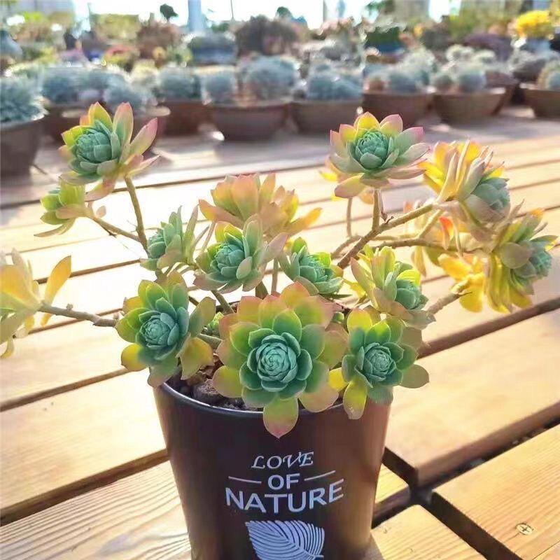 Fragrant Succulent Plant in Pot: Easy-Care Old Branches for Indoor Decor