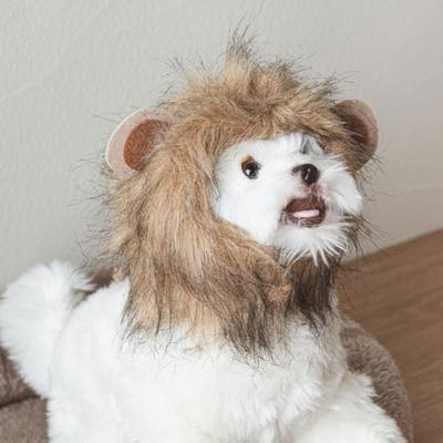 [Haustier] Löwenhut