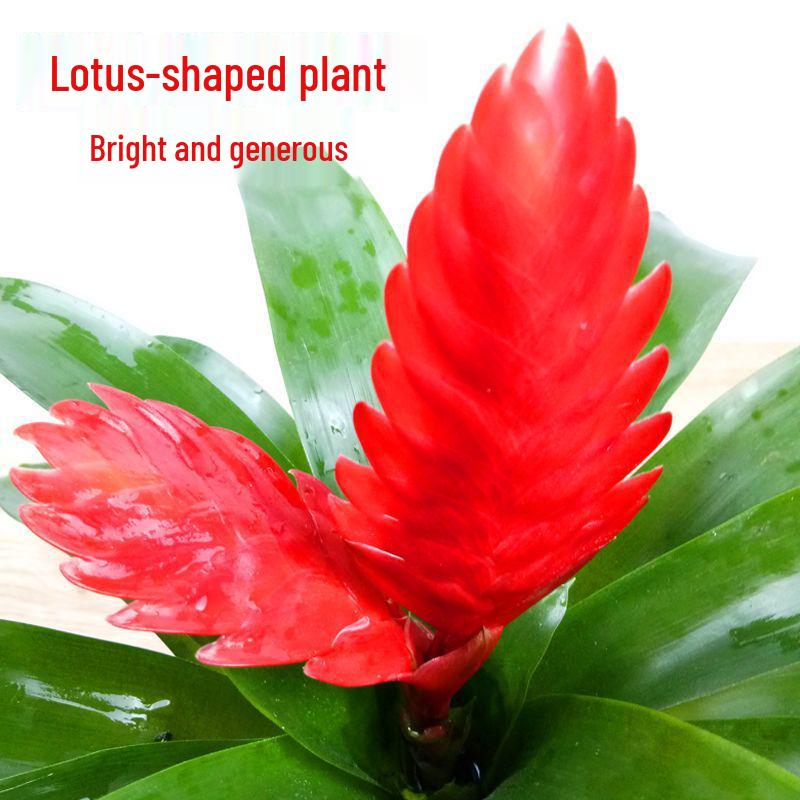 Jade Fan: Indoor Easy-Care Green Plant for Wealth & Blooms