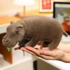 Stuffed Lifelike Hippo Plush Toys Simulated Hippopotamus Animals Hug Dolls Toys for Boy Birthday Gift for Him