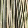 BENXINNONG Natural Bamboo Garden Poles