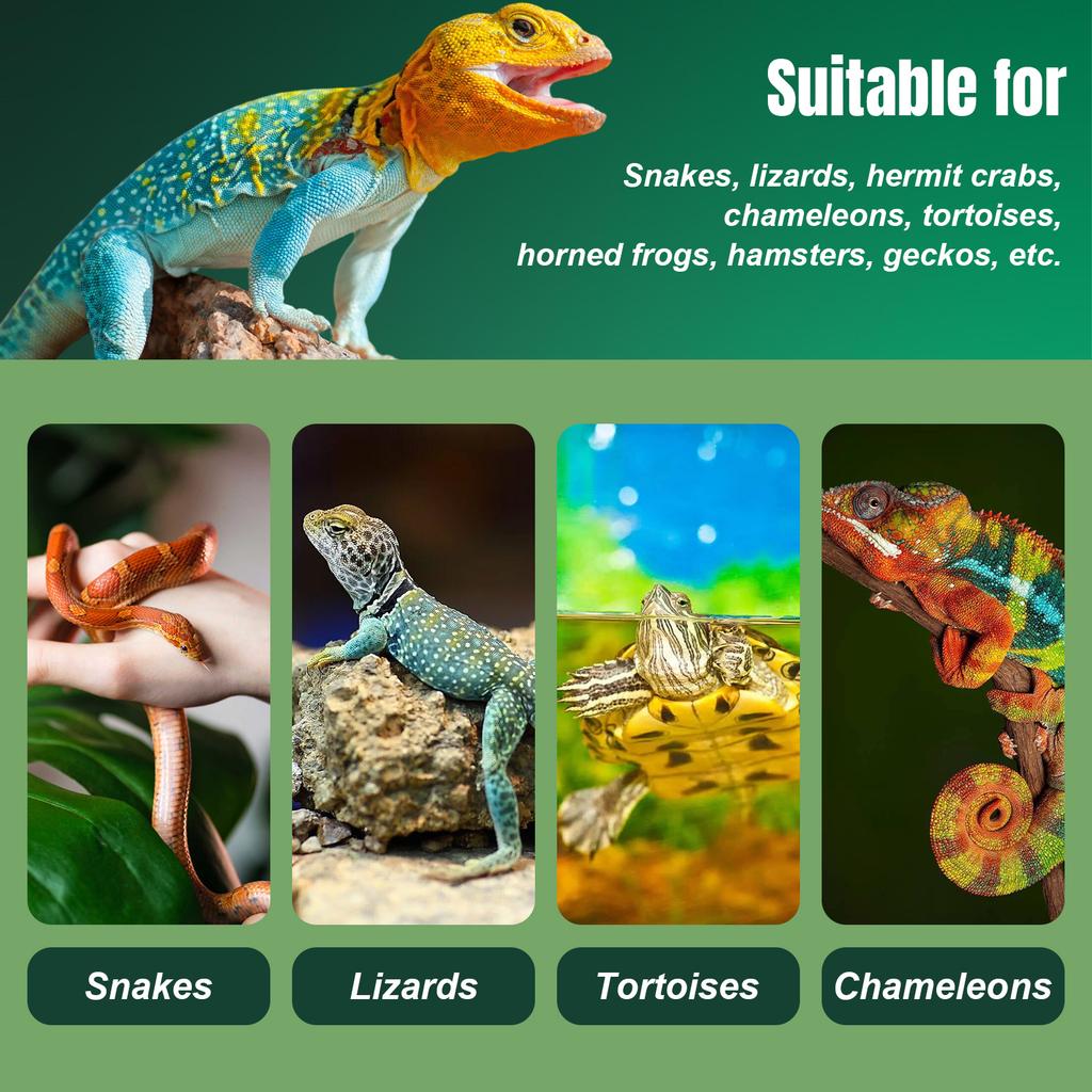 Reptile Glass Terrarium Front Opening Door Appealing Mini Reptile or Amphibians Glass Habitat for Bearded Dragon Black Snake