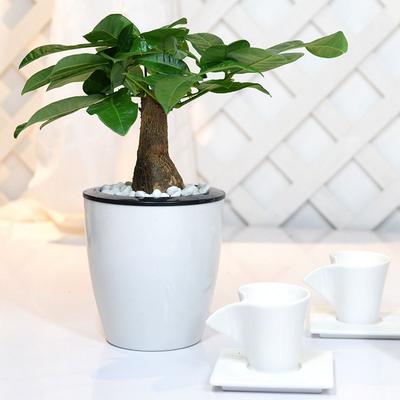 Plastic Round Desktop Decoration Office Self Watering Planter Flower Pots Plants Basket Home Decor