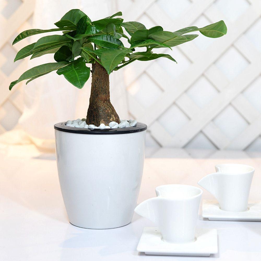 Round Office Self Watering Desktop Decoration Plants Basket Home Decor Flower Pots Planter