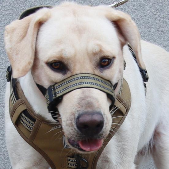 Museruola per Cani Regolabile Riflettente Pettorina per Cani Confortevole Facile da Usare Museruola per Animali Domestici Guinzaglio per Passeggiate all'Aperto