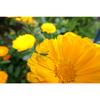 Tamron 11-20mm F2.8 Di III-A RXD Lens for Sony E-Mount (Model B060) - Ultra-Wide Zoom Lens