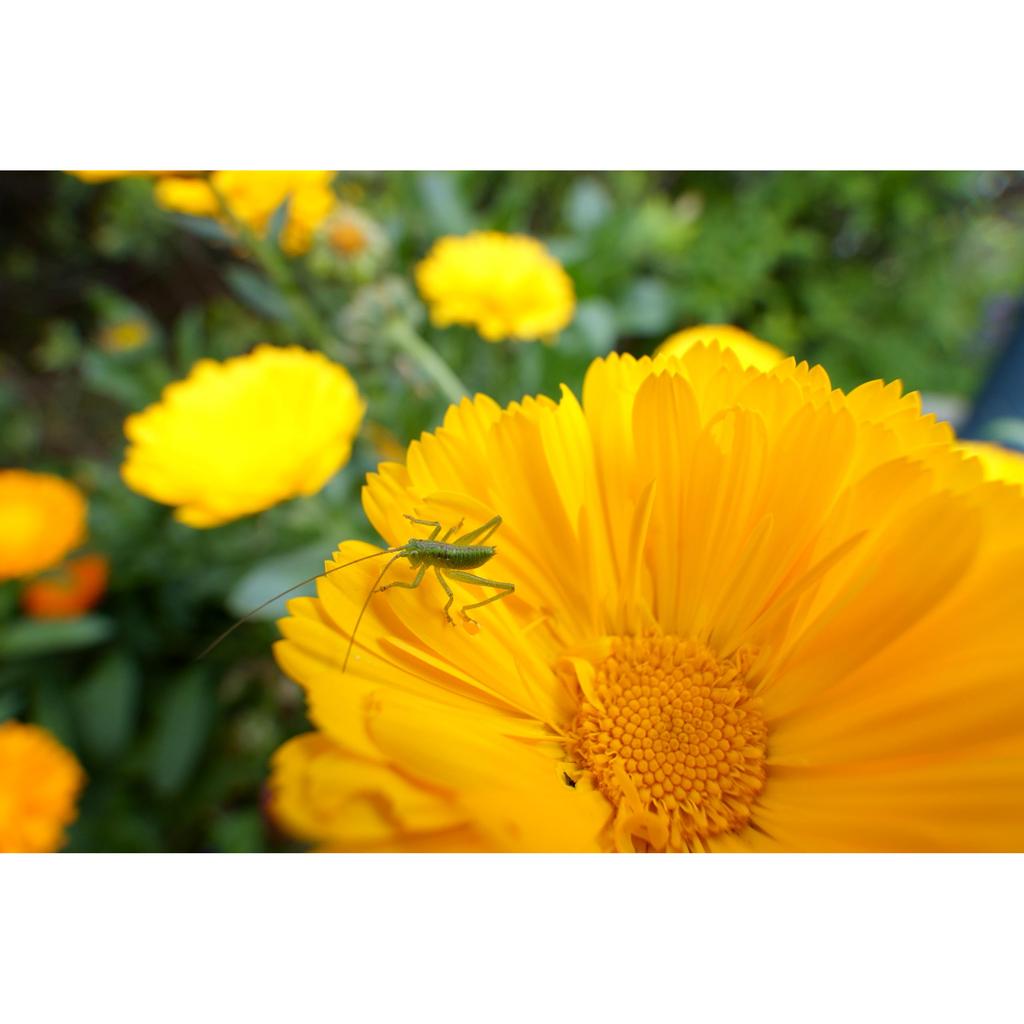 Tamron 11-20mm F2.8 Di III-A RXD Lens for Sony E-Mount (Model B060) - Ultra-Wide Zoom Lens