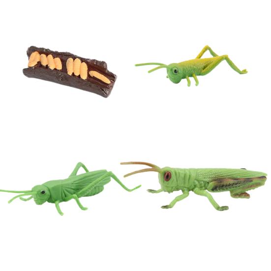 Simulation Insect Model Butterfly Growth Cycle Figurine Kids Educational Toy