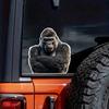 Adesivo Divertente Gorilla con le Mani Incrociate per Auto Vinile Impermeabile Decalcomania su Paraurti Finestrino Posteriore Laptop Decalcomania Autoadesiva Per Accessori Auto TM241