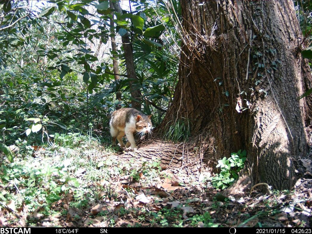 4G Infrarot Wildkamera - Wasserdicht, App-Verbindung, Echtzeit-Anzeige