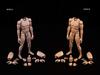 Neinei Male Action Figure Body Set [Tbmodel] 1/6 MX02-A