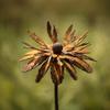 Rusted Metal Daisy Garden Stake Rustic Cornflower Decoration Decorative Plant Stake  Outdoor Lawn