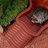 Detachable Reptile Water Bowl For Turtles With Ramp Designing Durability Easy To Assemble for Indoor or Outdoor Use
