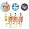 Educational Anatomy Toy For Exploring Human Body