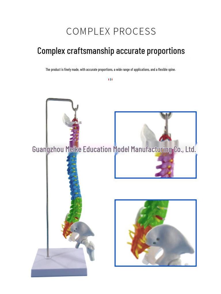 45CM Colorful Human Spine Model: Includes Vertebral Column, Pelvis, Femur, Coccyx, Lumbar, and Cervical Vertebrae for Chiropractic Use.