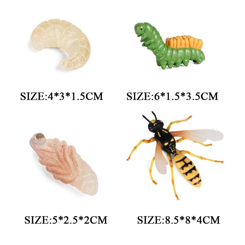 Oenux Simulation Luna Moth Salmon Butterfly Ants Life Growth Cycle Animals Model Action Figures Educational Miniature Kids Toy