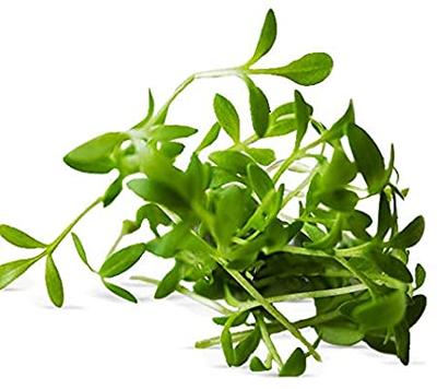 400 Samen Gartenkresse - Gemüsegartensalat - reproduzierbare Bauernsamen - SemiSauvage