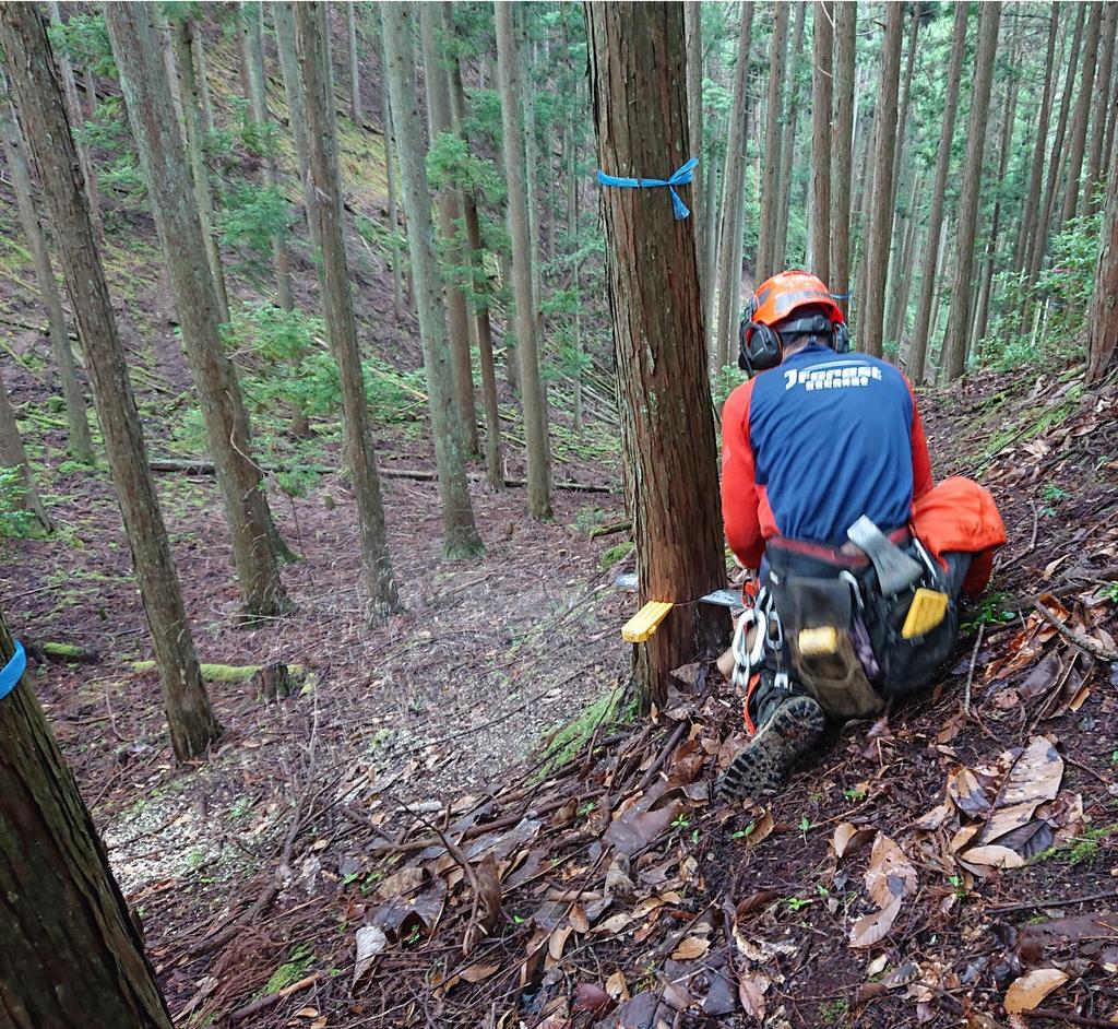 Safety Wedges for Large-scale Felling